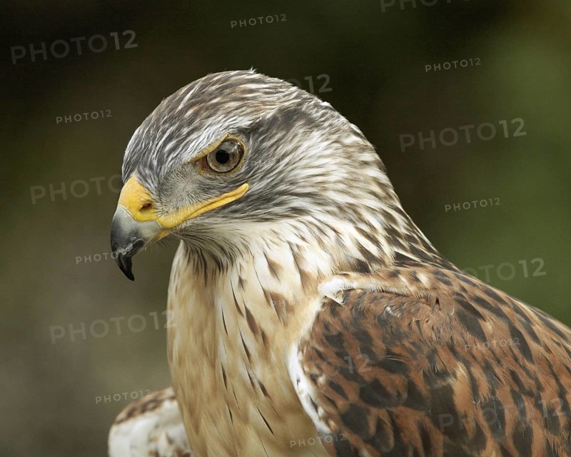 Ferruginous Hawk (Buteo regalis), non-releasable rescue at a licenced wildlife care facility