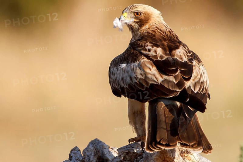 Booted Eagle (Hieraaetus pennatus) female, Castile and Leon, Spain