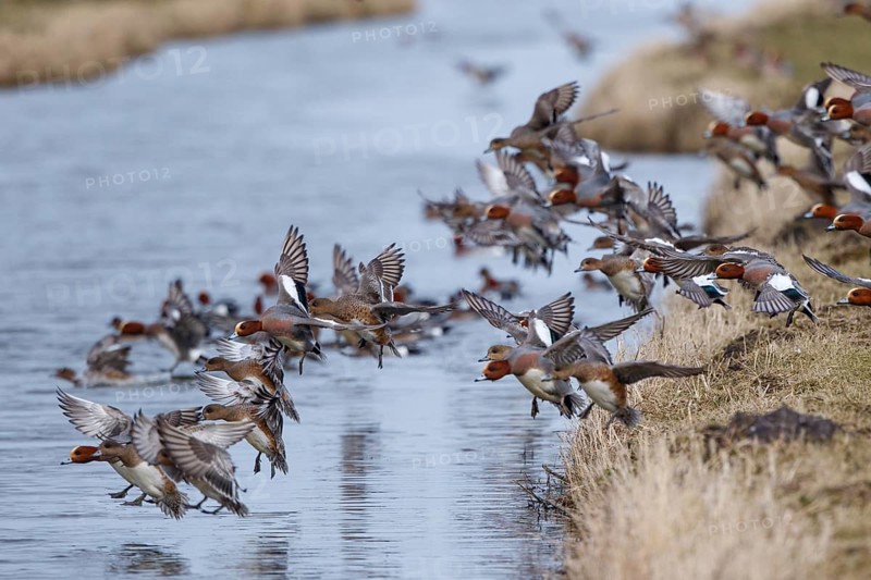 Eurasian Wigeon (Mareca penelope), Netherlands