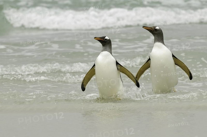 Gentoo Penguin (Pygoscelis papua), Falkland Islands