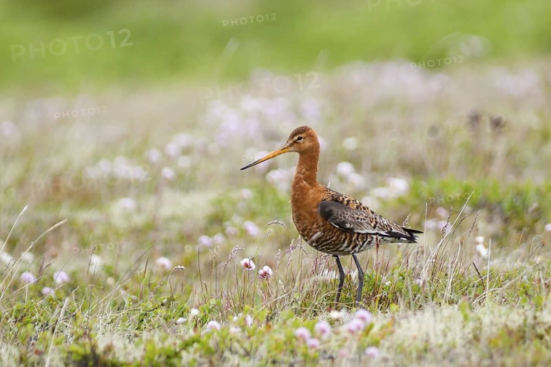 Black-tailed Godwit (Limosa limosa), Iceland