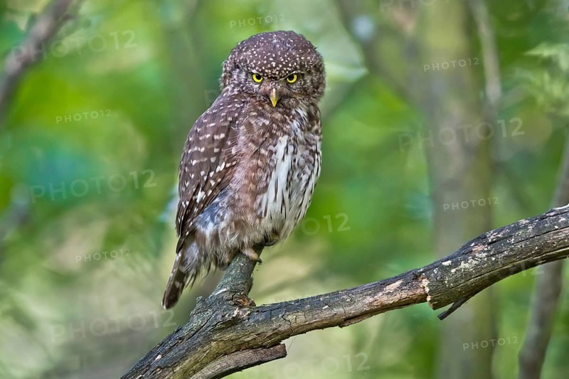 Eurasian Pygmy Owl (Glaucidium passerinum) female perched on a branch, Bavaria, Germany