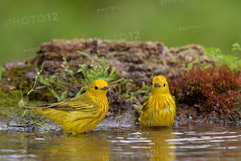 American Yellow Warbler (Setophaga aestiva) bathing, Texas, USA