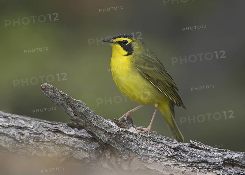 Kentucky Warbler (Geothlypis formosa), Ohio, USA