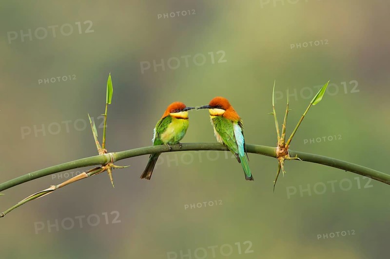 Chestnut-headed Bee-eater (Merops leschenaulti) pair perched on a branch, West Bengel, India