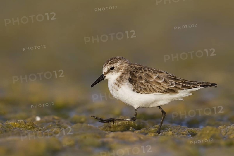 Little Stint (Calidris minuta), Oman