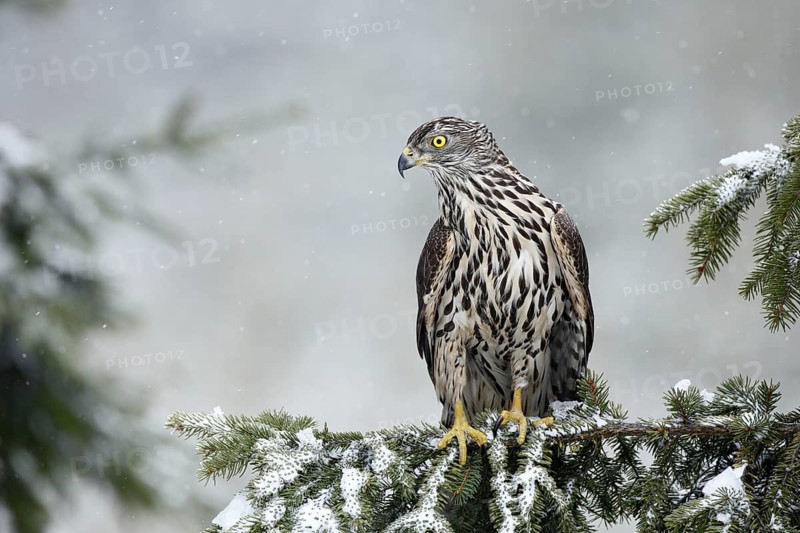 Bird of prey Northern Goshawk sitting oh the spruce branch with snow flake during winter
