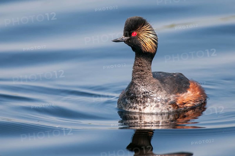 Black-necked Grebe (Podiceps nigricollis), Lower Saxony, Germany