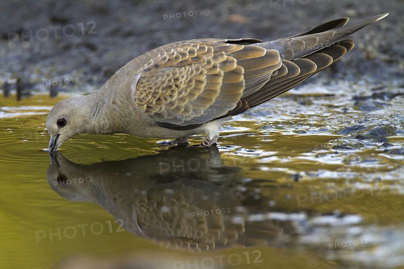 European Turtle Dove (Streptopelia turtur), Castile-La Mancha, Spain