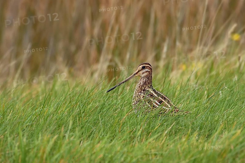 Common Snipe (Gallinago gallinago) foraging in marsh, North Rhine-Westphalia, Germany