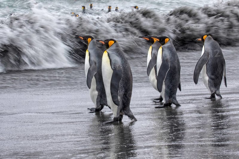 King Penguin (Aptenodytes patagonicus) group going to sea, South Georgia