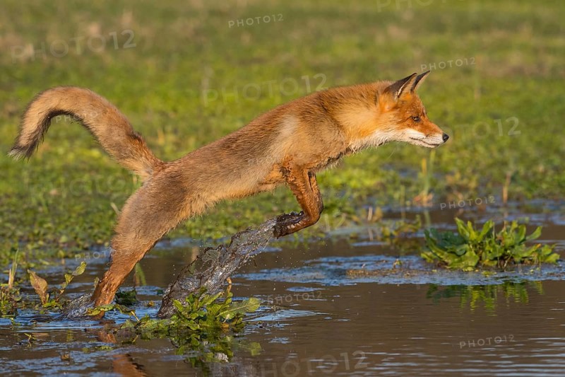 Red Fox (Vulpes vulpes) jumping and hunting in pond, Netherlands