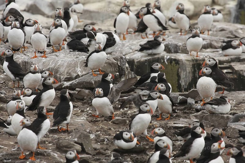 Atlantic Puffin (Fratercula arctica), Farne Islands, United Kingdom