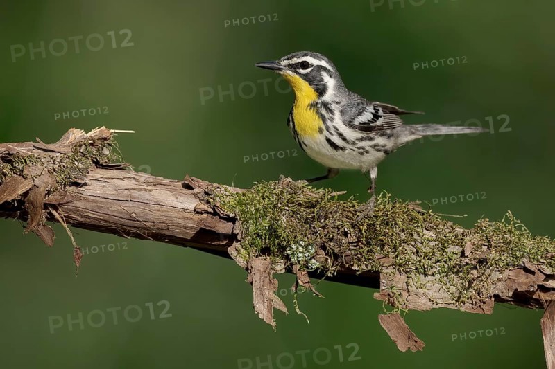 Yellow-throated Warbler (Setophaga dominica) perched on a branch, Texas, USA