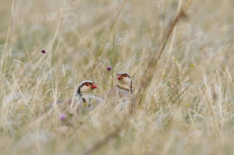 Rock Partridge (Alectoris graeca), Croatia