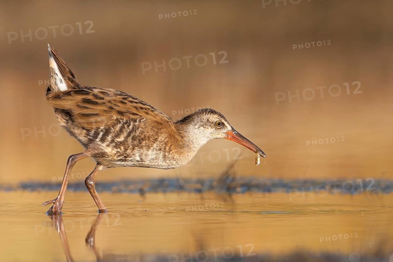 Water Rail (Rallus aquaticus), Greece
