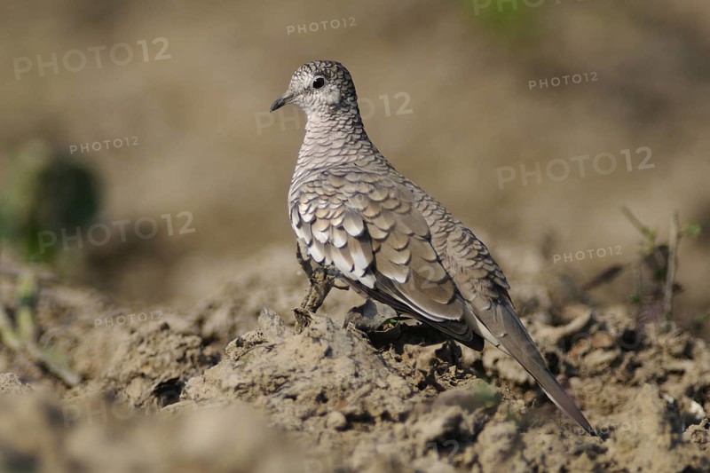 Scaled Dove (Columbina squammata), Pantanal, Brazil