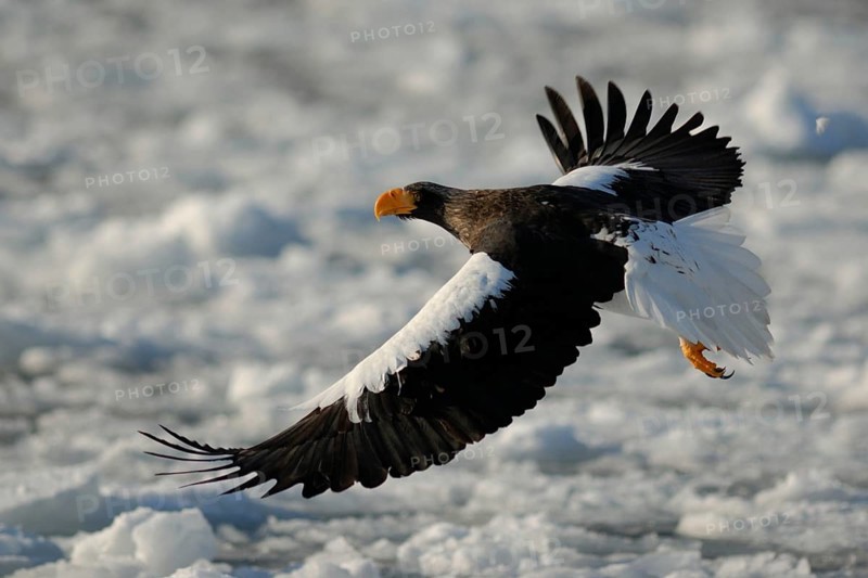 Steller's Sea Eagle (Haliaeetus pelagicus) flying, Hokkaido, Japan