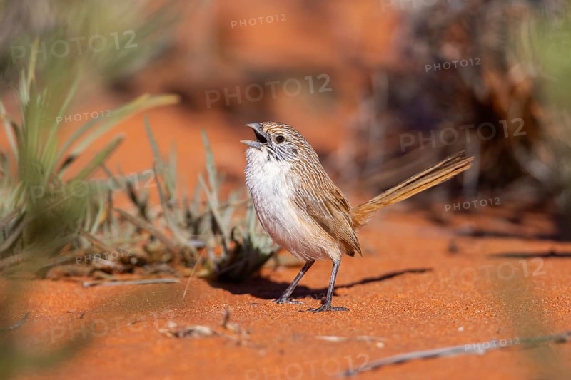 Eyrean Grasswren (Amytornis goyderi) singing, perched on the ground, South Australia, Australia