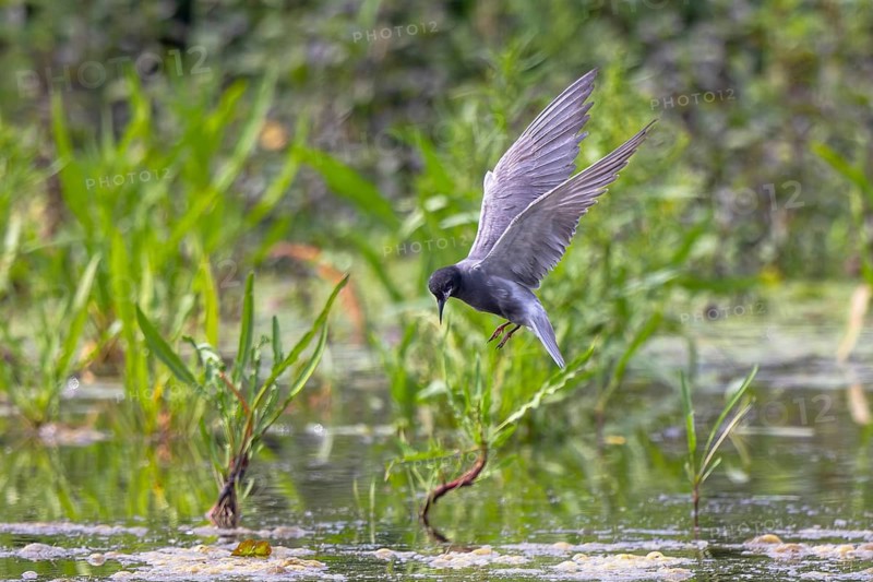 Black Tern (Chlidonias niger) flying, Netherlands