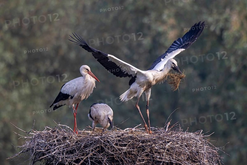 White Stork (Ciconia ciconia) adult with juveniles in nest, Netherlands