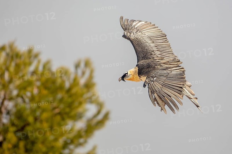 Bearded Vulture (Gypaetus barbatus) flying, Catalonia, Spain