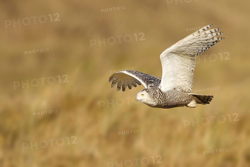 Snowy Owl (Bubo scandiacus) flying, Vlieland, Netherlands