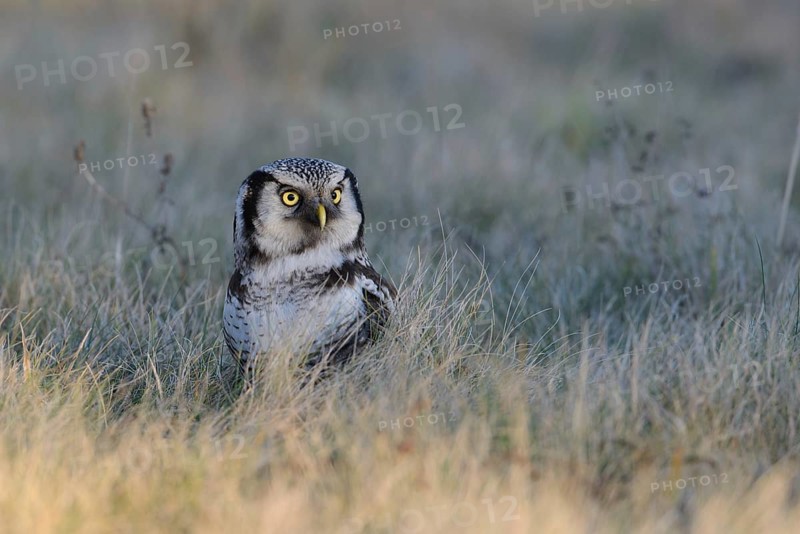Northern Hawk-Owl (Surnia ulula), Saxony, Germany