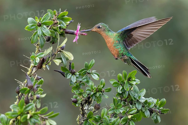 Great Saphirewing (Pterophanes cyanopterus) flying while feeding at a flower in the Andes Mountains in Ecuador