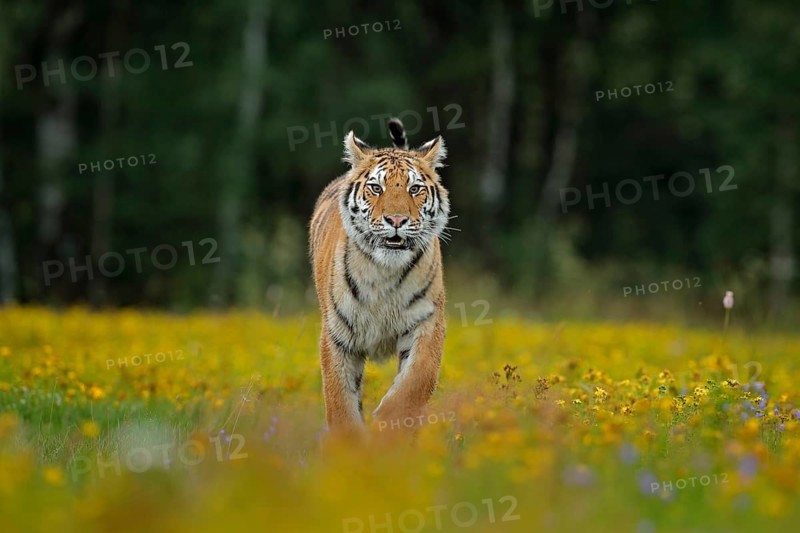 Tiger with yellow flowers. Siberian tiger in beautiful habitat. Amur tiger sitting in the grass. Flowered meadow with danger animal. Wildlife Russia. Summer with tiger. Animal walking in bloom