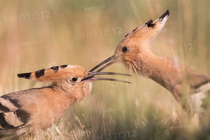 Eurasian Hoopoe (Upupa epops) pair passing food, Subotica, Serbia