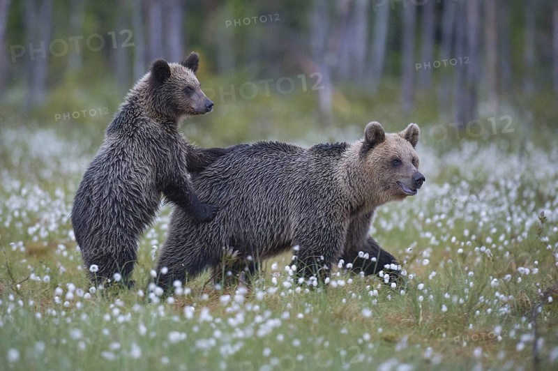 Eurasian Brown Bear (Ursus arctos) mother with cub, Finland