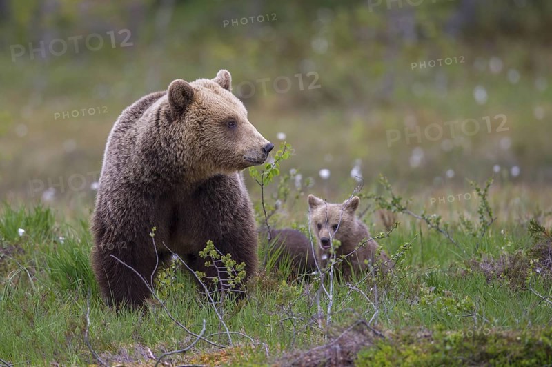 Eurasian Brown Bear (Ursus arctos) mother with cubs, Finland