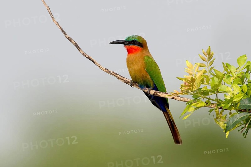Red-throated Bee-eater (Merops bulocki), Murchison Falls National Park, Uganda