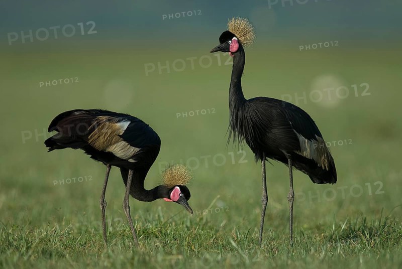Black Crowned Crane (Balearica pavonina) foraging, Lake Awasa, Ethiopia