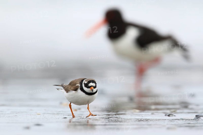 Common Ringed Plover & Eurasian Oystercatcher (Charadrius hiaticula & Haematopus ostralegus) foraging, Schleswig-Holstein, Germany