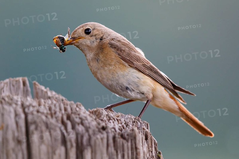 Common Redstart (Phoenicurus phoenicurus) female with feed in beak, North Rhine-Westphalia, Germany