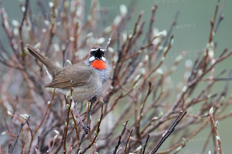 Siberian Rubythroat - Rubinkehlchen - Luscinia calliope, Russia (Ural), adult male