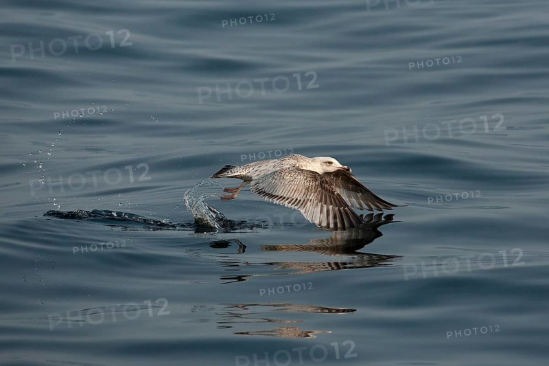 European Herring Gull (Larus argentatus) flying, Baltic Sea, Germany