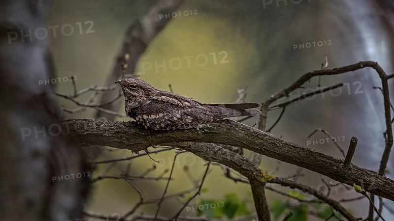 European Nightjar (Caprimulgus europaeus) perched on a branch, Saxony-Anhalt, Germany