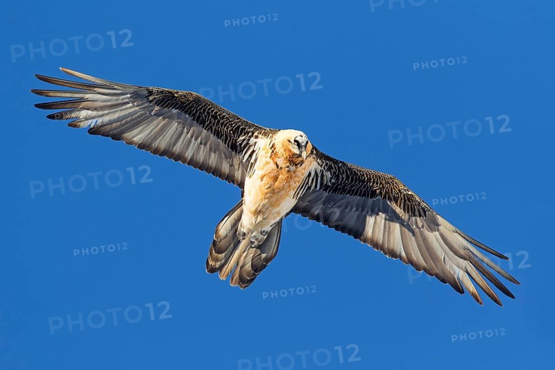 Bearded Vulture (Gypaetus barbatus) flying, Valais, Switzerland