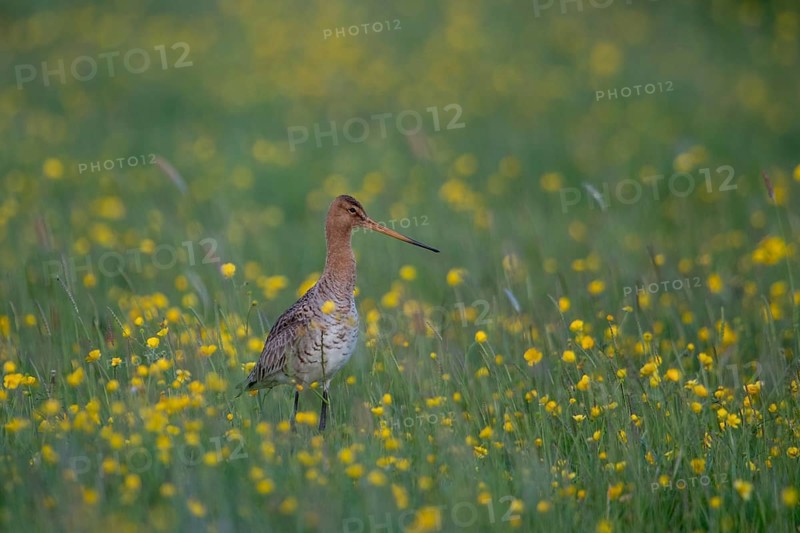 Black-tailed Godwit (Limosa limosa) on grassland with flowering meadow buttercup (Ranunculus acris), Schleswig-Holstein, Germany