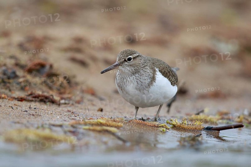 Common Sandpiper (Actitis hypoleucos) foraging, North Rhine-Westphalia, Germany