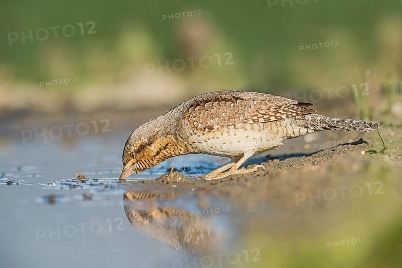 Eurasian Wryneck (Jynx torquilla) drinking at water hole, Aosta Valley, Italy