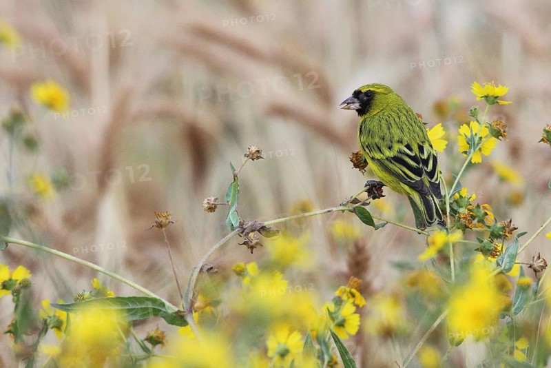 African Citril (Crithagra citrinelloides) male perched in field, Bale, Ethiopia