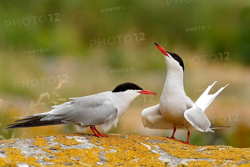 Common Tern (Sterna hirundo) pair, Farne Islands, United Kingdom