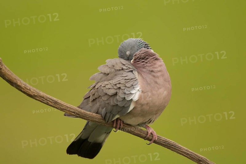 Common Wood Pigeon (Columba palumbus) roosting on a branch, Serbia