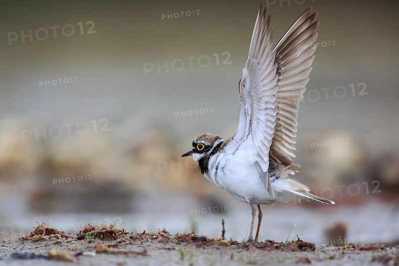 Little Ringed Plover (Charadrius dubius) male stretching wings, North Rhine-Westphalia, Germany