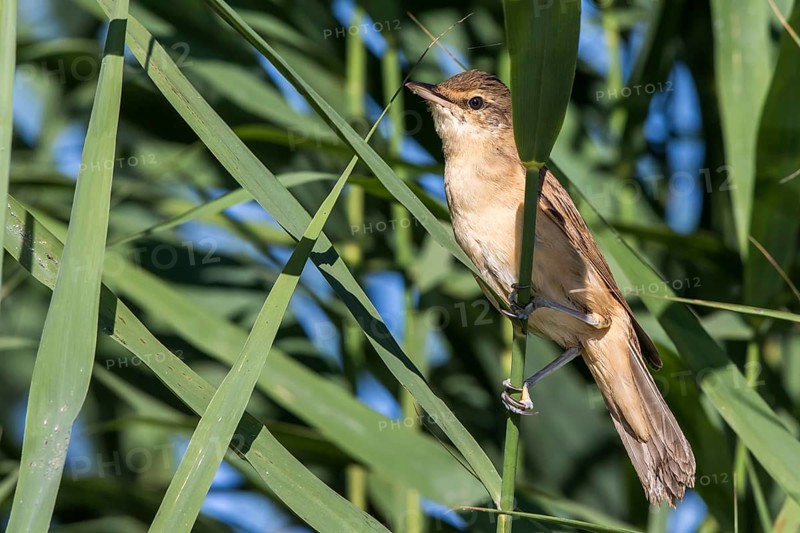 Great Reed Warbler (Acrocephalus arundinaceus) perched in reedbed, Mecklenburg-Western Pomerania, Germany