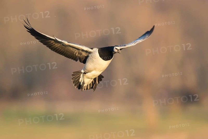Barnacle Goose (Branta leucopsis) landing, North Rhine-Westphalia, Germany